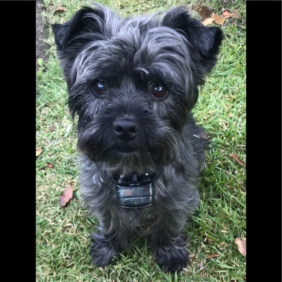 Meet your Posher, Haja and Boogie 🐶 - Picture 1 of 2